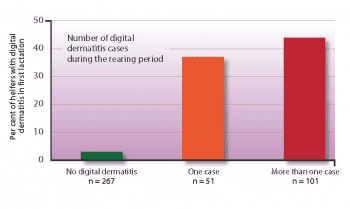 Figure 2. Heifers that experience a case of digital dermatitis before first calving are more likely to have further cases during first lactation.