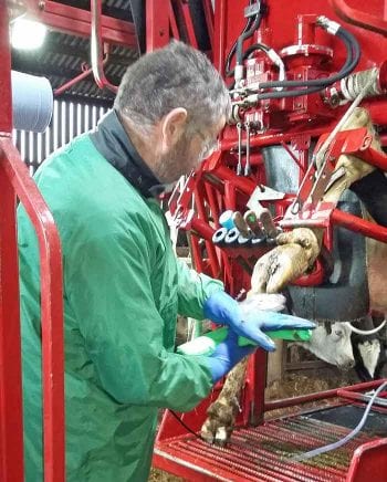 Figure 5. The foot trimmer is a key part of a farm’s hoof health team and must be involved in discussions surrounding treatment to ensure best practice is applied.