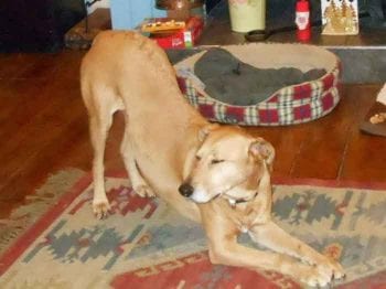 Dogs exhibiting the “prayer position” typical of cranial abdominal or renal pain.