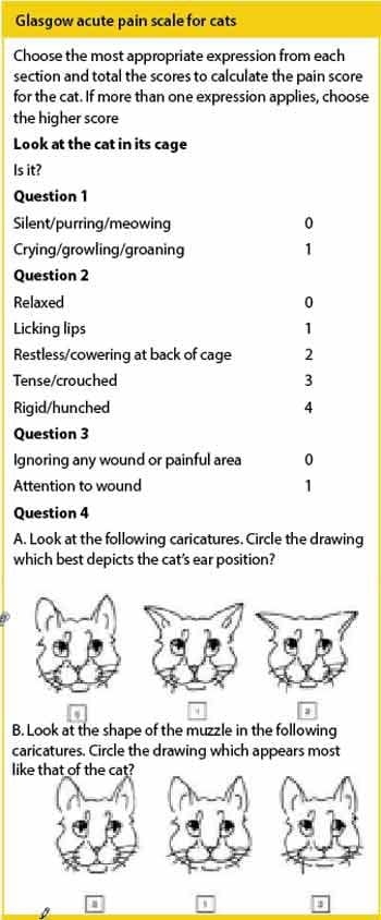 Glasgow acute pain scale for cats (adapted).