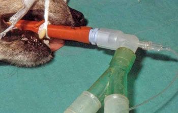 Figure 3. Red rubber tubes are no longer recommended in dogs and cats.