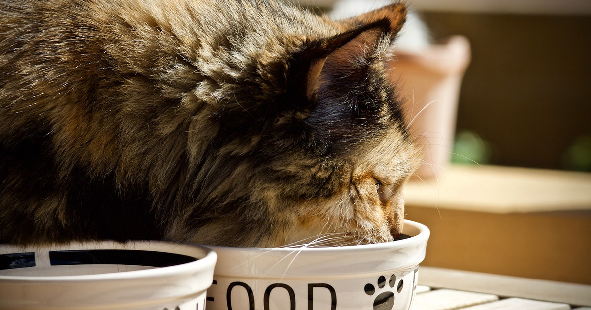 Raw cat food uk discount