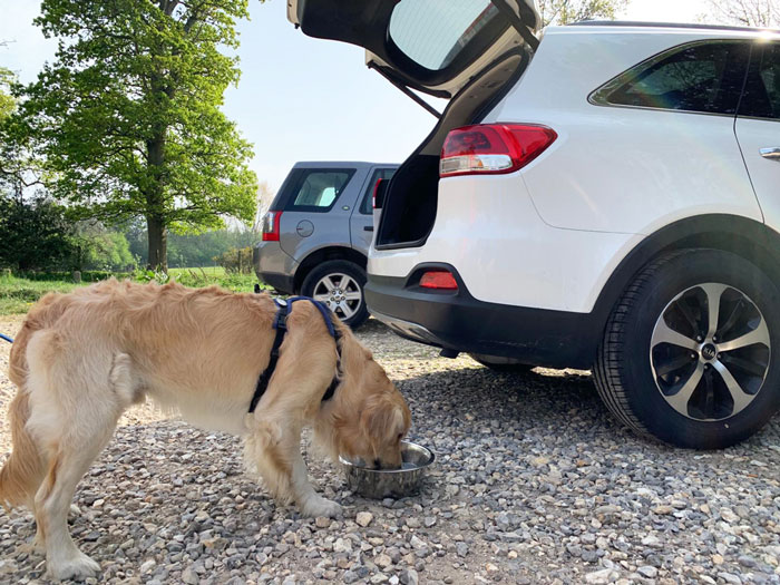 Figure 1. Dexter enjoying a drink after a walk in the woods.