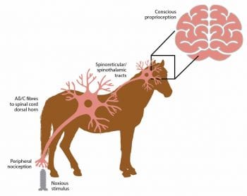 Figure 1. A diagrammatic representation of afferent nociceptive pathways.