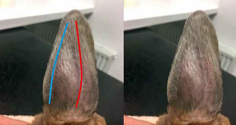 Figure 1. Marginal ear veins (blue line) are a great site for IV catheterisation. The central auricular artery (red line) is useful for taking a pulse, direct blood pressure measurement and blood sampling for blood gas analysis during anaesthesia. An indwelling catheter for fluids or drugs should not be placed in the artery as it can lead to necrosis of the pinna or thrombosis.