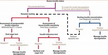 Figure 3: An algorithm for the detection of equine insulin dysregulation. *Consider retesting and use 0.45ml/kg dose for oral sugar test. Source: Equine Endocrinology Group (http://bit.ly/2HHaeCD).