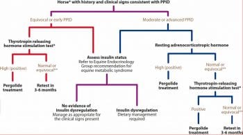 Figure 2. An algorithm for the diagnosis and management of pituitary pars intermedia dysfunction (PPID). *Algorithm based on data collected in horses, but can be applied to other equids. **Pergolide treatment can still be considered if the horse has equivocal test results, yet exhibits clinical signs consistent with PPID. Source: Equine Endocrinology Group (http://bit.ly/2wq8oPU)