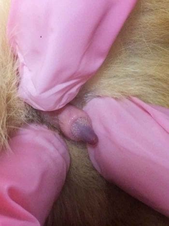 Figure 1. Penile barbs.