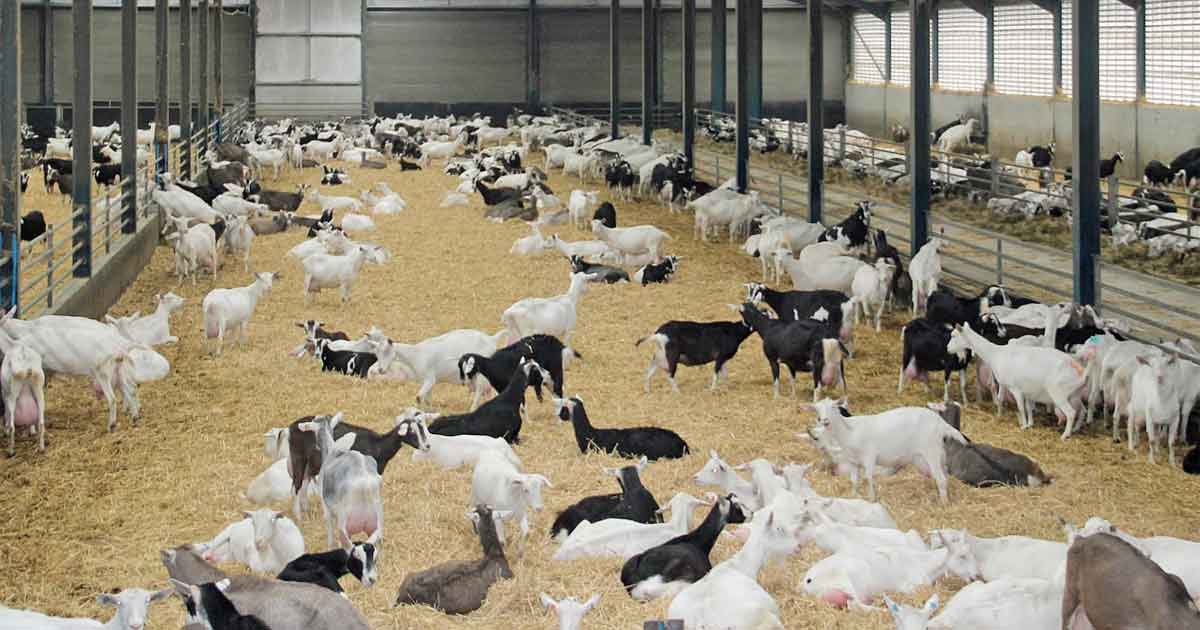 Livestock & Farm Animals