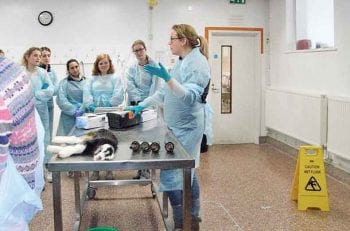 Figure 3. Goat Veterinary Society member Bryony Kendall demonstrates kid disbudding at the Farm Association of Veterinary Students Congress.