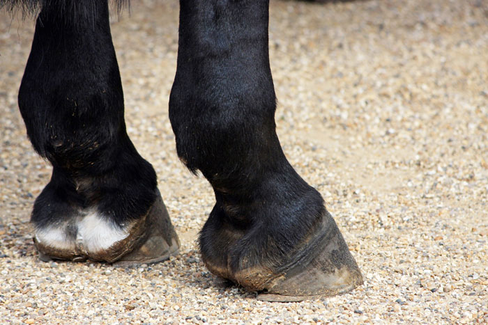 Horse hooves.