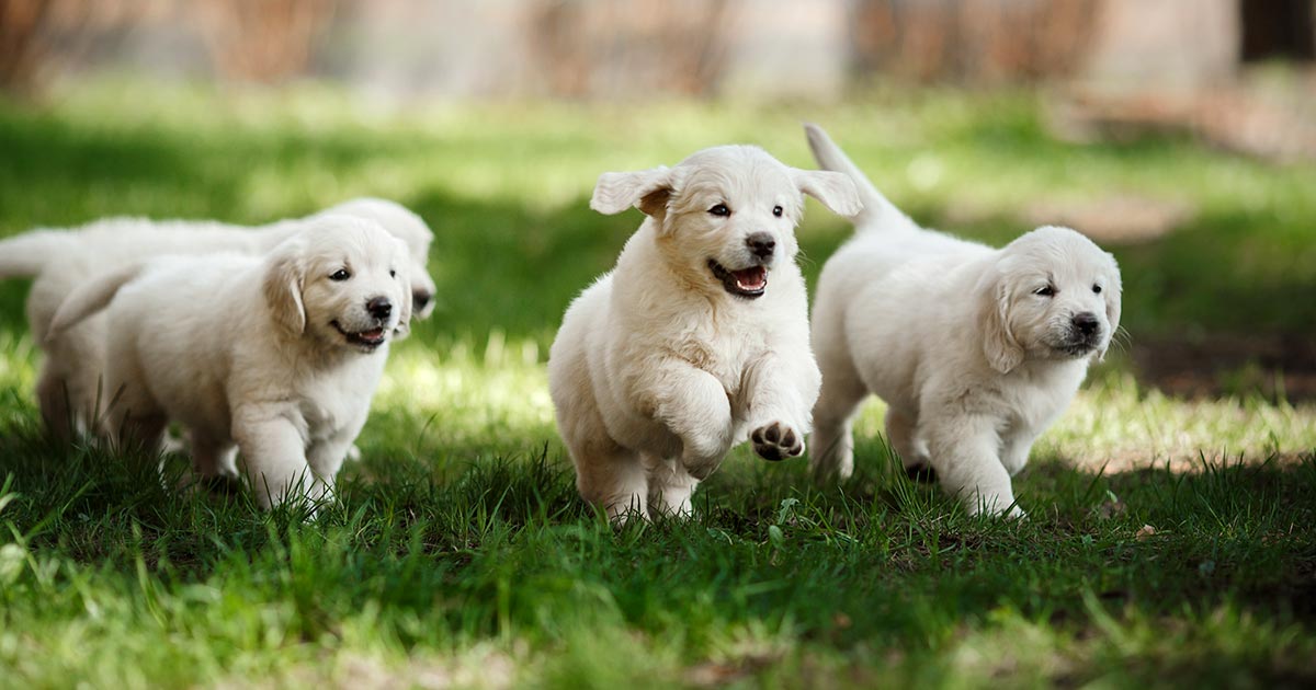 Proof Inbreeding Reduces Litter Size Of Golden Retrievers Animal Health Media