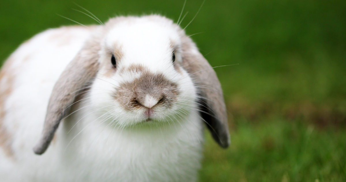 Lop shop eared bunny
