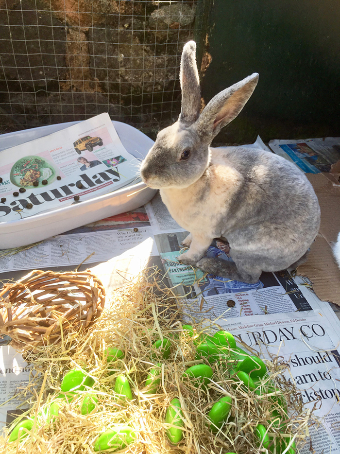 Figure 4. A rabbit foraging using a dog slow feeder.