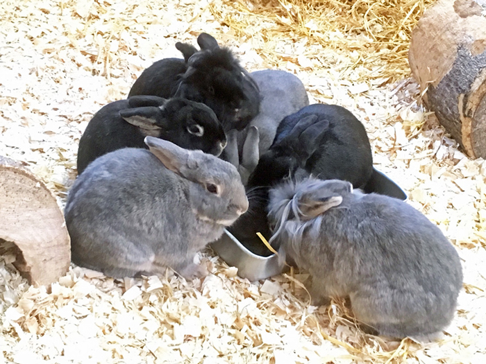 Figure 3. Rabbits living in companionship groups.