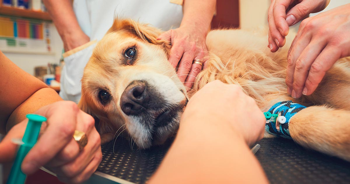 Management of anaesthetic emergencies in companion animals | Vet Times