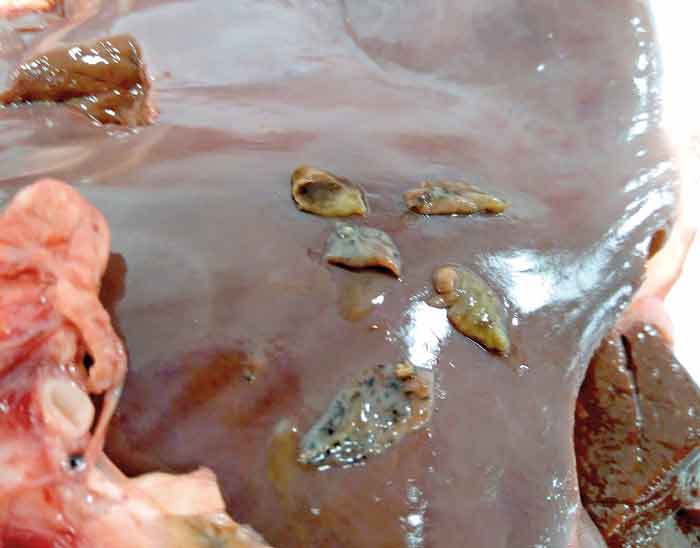 Figure 1. Liver fluke Fasciola hepatica infection taken from a cow.
