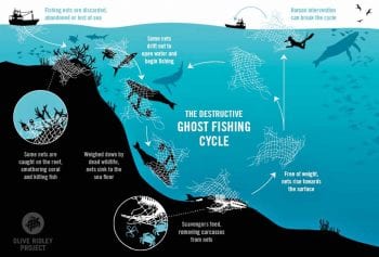 Figure 1. The ghost net fishing cycle.