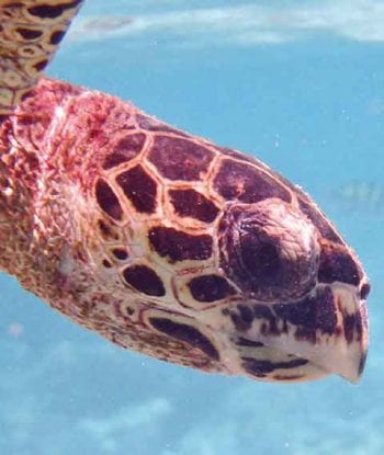 Figure 4a. Each turtle has a unique facial pattern. Image: Shawn and Laura Holm.