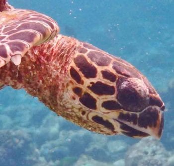 Figure 4b. The facial pattern is the turtle equivalent of a human fingerprint. Image: Shawn and Laura Holm.