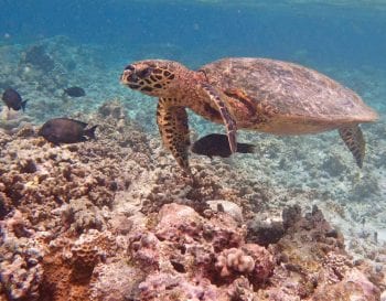 Figure 3a. A hawksbill turtle. Image: Shawn and Laura Holm.