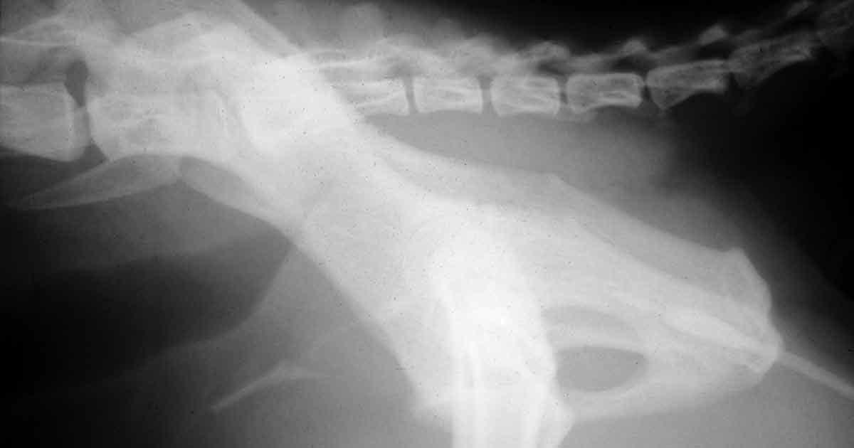 Figure 2. Lateral positive contrast urethral radiograph from a cat with a prostatic carcinoma. The cat was presented for haematuria and dysuria, but cystocentesis collected samples were normal. A filling defect can be seen in the prostatic urethra.