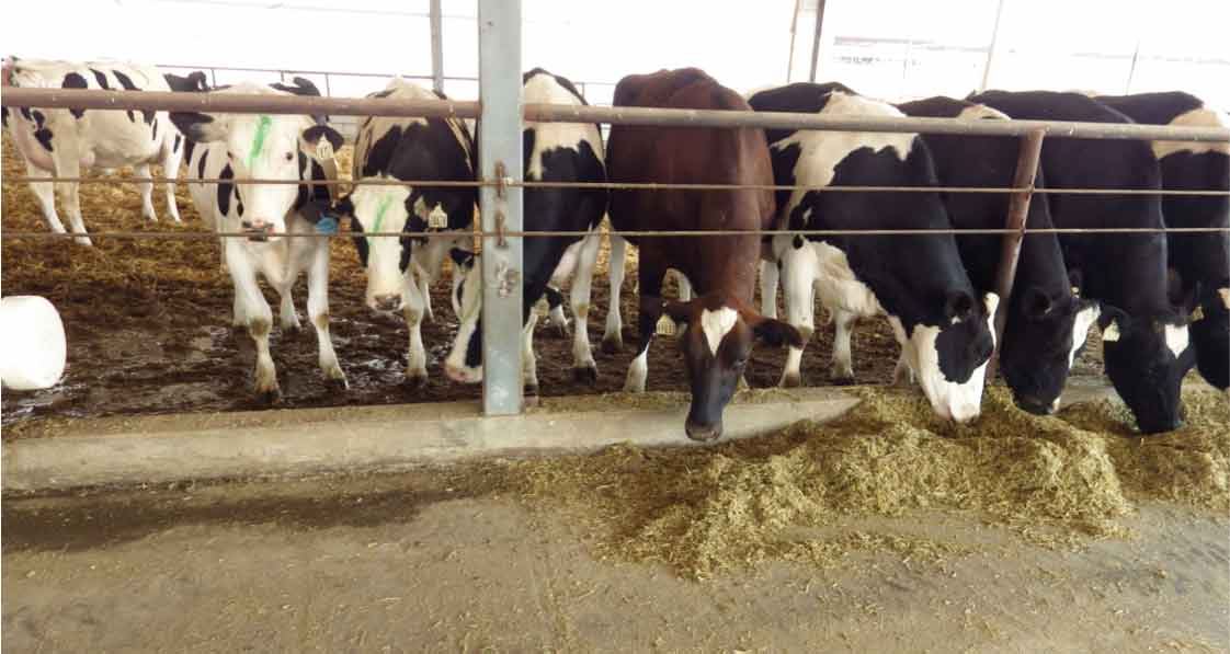 Close-up transition cows require adequate feed space; a minimum of 75cm. In this case, feed space is available, but distribution of feed restricts access.