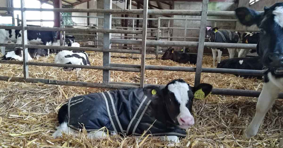 Figure 1. Use of calf jackets can help reduce cold stress in neonatal calves.