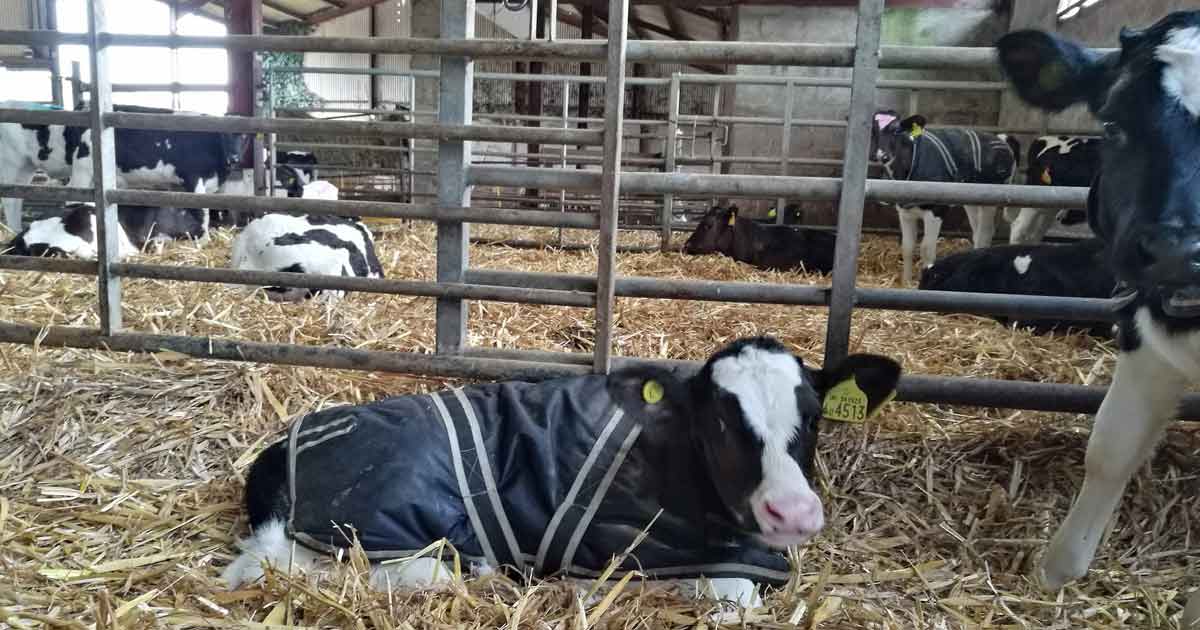 Figure 1. Use of calf jackets can help reduce cold stress in neonatal calves.