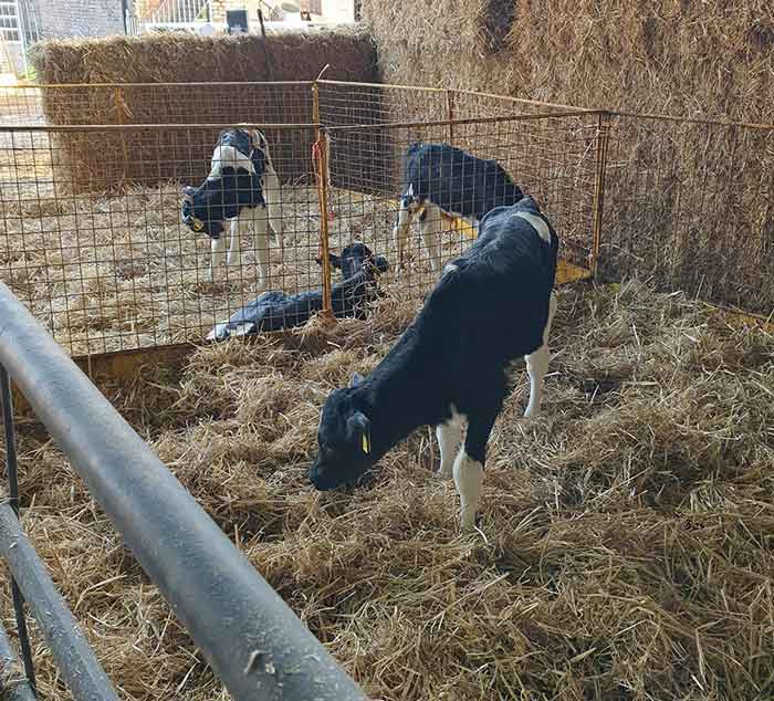 Figure 2. Calf pens that allow direct contact between animals in different groups provide the least protection against the spread of infectious diseases, such as pneumonia, especially if using mesh dividers.