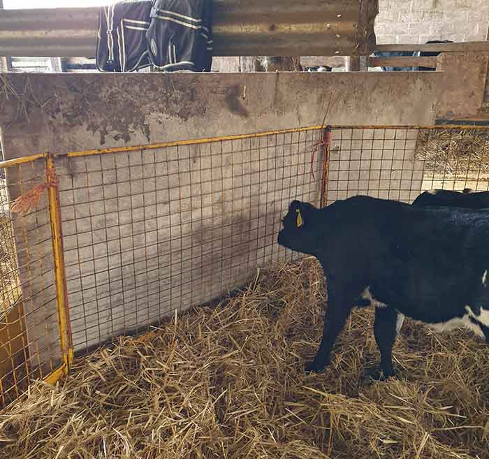 Figure 4. Provision of a solid barrier between calf pens helps to prevent draughts at calf level and reduces movement of pathogens from neighbouring animals.