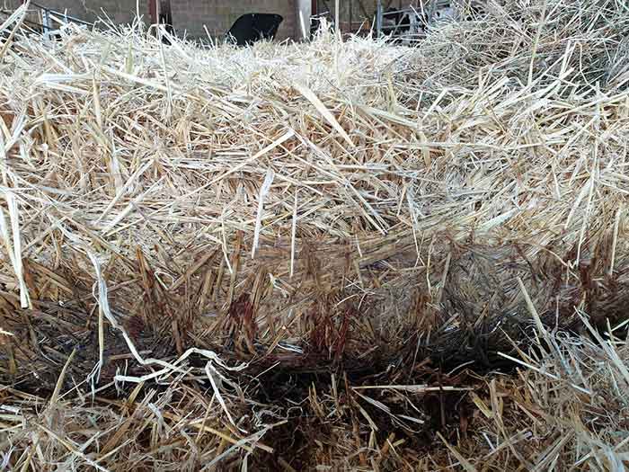 Figure 5. Buildup of urine and faecal contamination in the bottom layer of a deep straw bed in a calf pen. The top layer was still clean and dry, but disturbance of the deeper layers released a strong smell of ammonia.