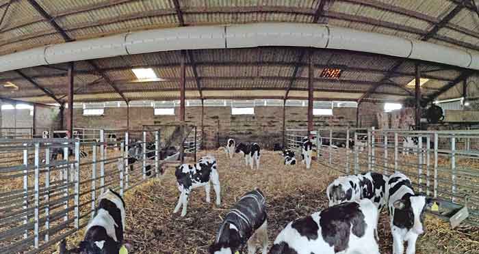 Figure 6. Retrofitting of a mechanical positive pressure ventilation tube fan to a large calf shed.