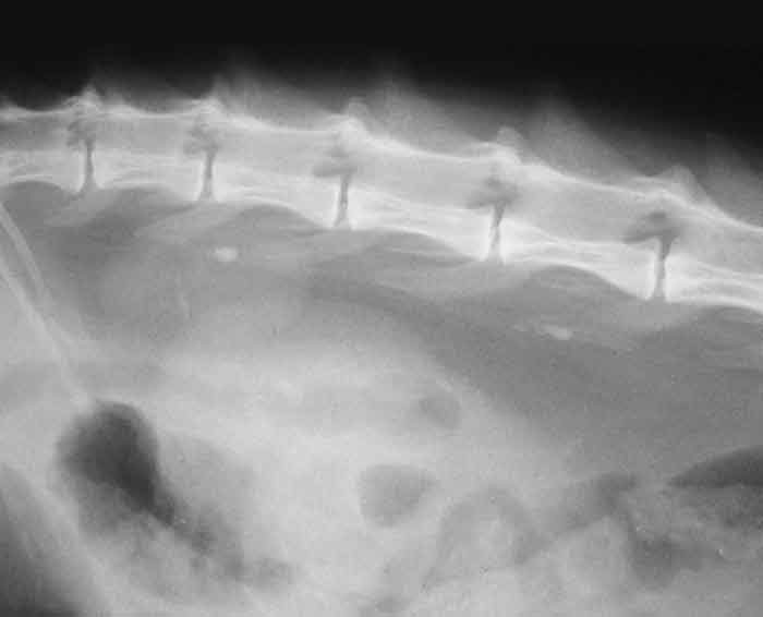 Figure 4. A lateral radiograph of the retroperitoneal area of a cat. The right kidney is reduced in size and contains two mineral-opacity uroliths (one rounded, one more linear). Three mineralised opacities consistent with ureteroliths are seen about 1.5 vertebral bodies caudal to this kidney. These changes are suggestive of chronic ureteric obstruction and secondary chronic renal damage.