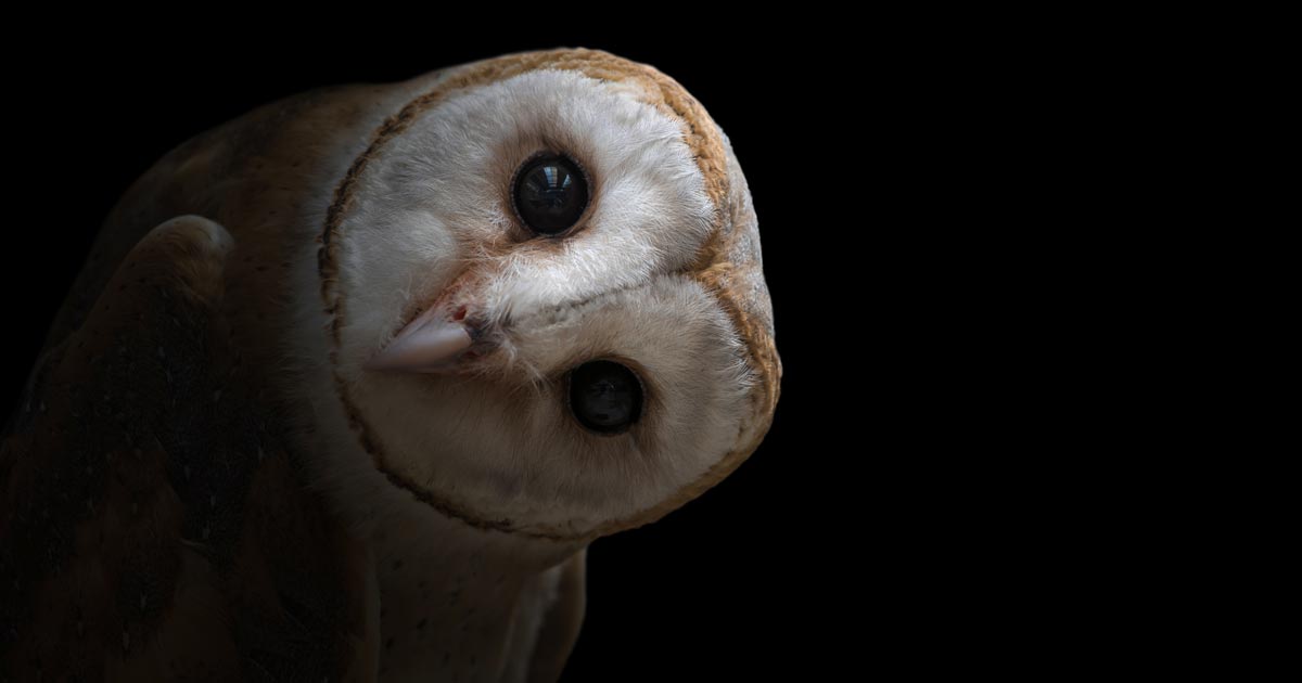 barn-owl_AdobeStock_104583949_anankkml.jpg