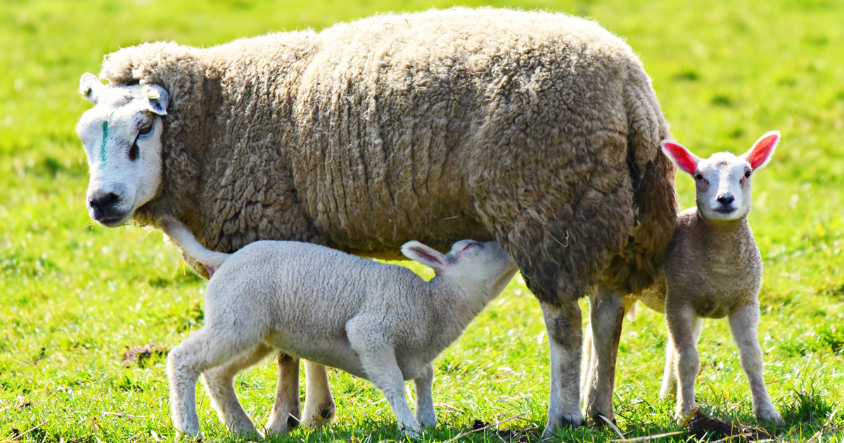 Ewe and lambs.