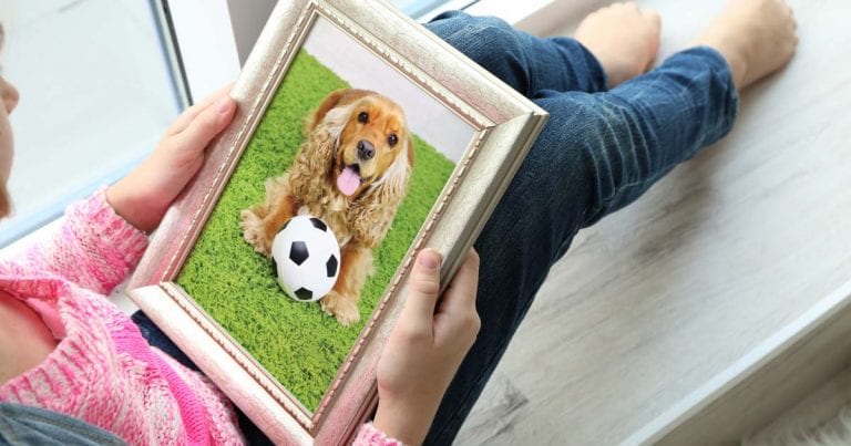 pdsa cremation cambridge