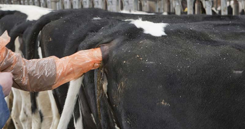Vet performing rectal exam on cow.