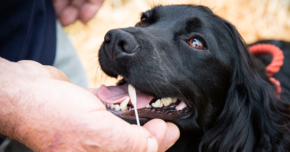 Kennel club dna sales testing