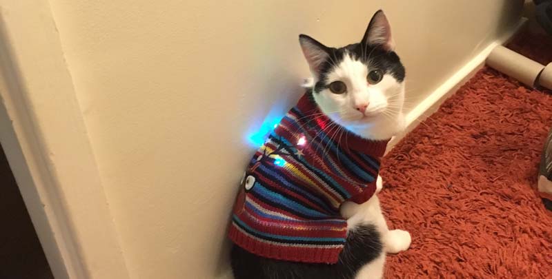 The Christmas jumper incident with Jordan Sinclair's cat, Oreo.