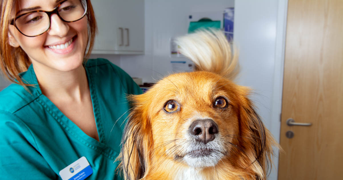 Nurses to get down to monkey business at CPD event | Vet Times Nurses to get down to monkey business at CPD event | Vet Times