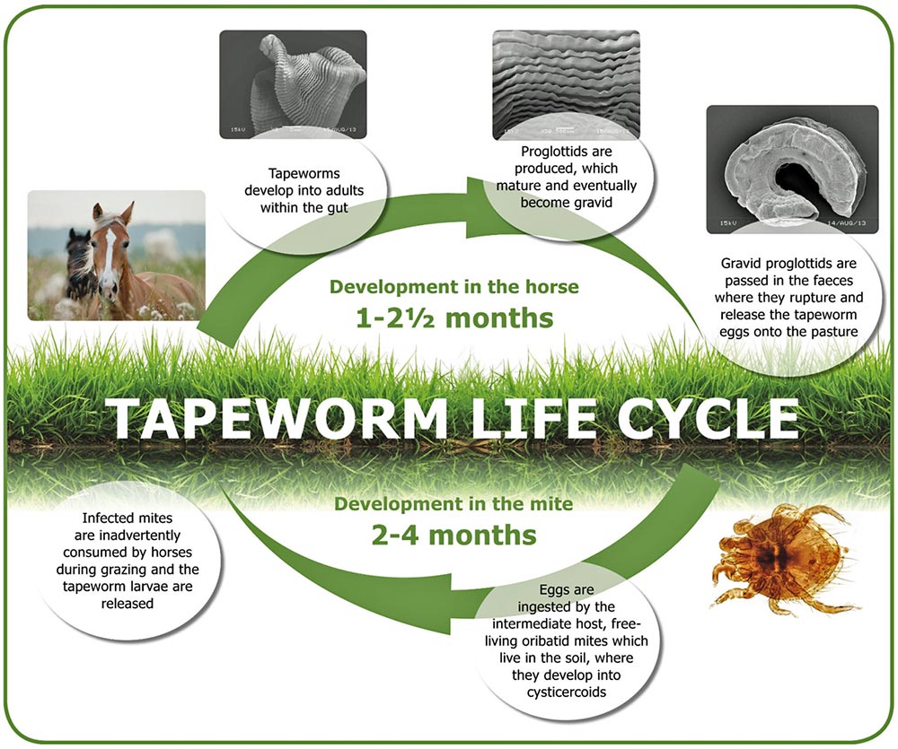 Figure 1. Tapeworm life cycle.