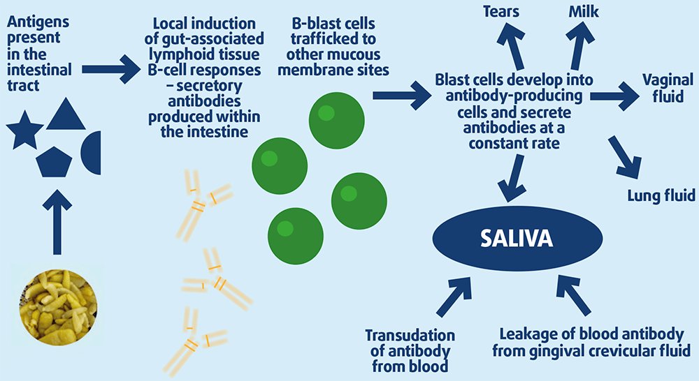 Figure 2. How tapeworm antibodies appear in saliva.