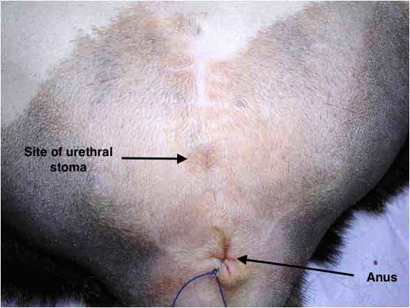 Figure 3. Complete postoperative closure of feline urethral stoma.