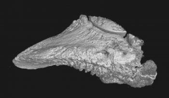 Figure 3. A 3D CT image showing severe bony proliferation on the plantar surface of the pedal bone as a result of chronic inflammation following claw horn disruption. Such a cow is likely to have a recurrent or non-healing sole ulcer on this claw due to excess pressure on the corium.