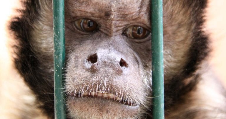 Labour promises to make keeping monkeys as pets illegal | Vet Times