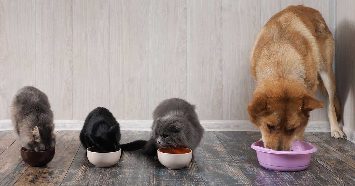 Animal nutrition – making it easier for owners to digest | Vet Times Animal nutrition – making it easier for owners to digest | Vet Times