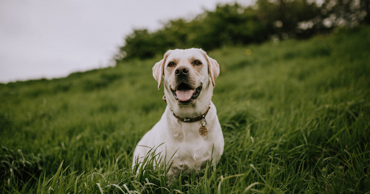 Uk First Offers Fresh Hope For Canine Lymphoma Vet Times