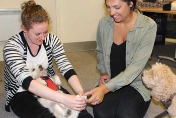 Fish4Dogs technical manager Annabel Battersby (left) and head of global product and supply Melissa Mccorkell hone their first-aid skills on Annabel's dog, Nemo. Image: Fish4Dogs.