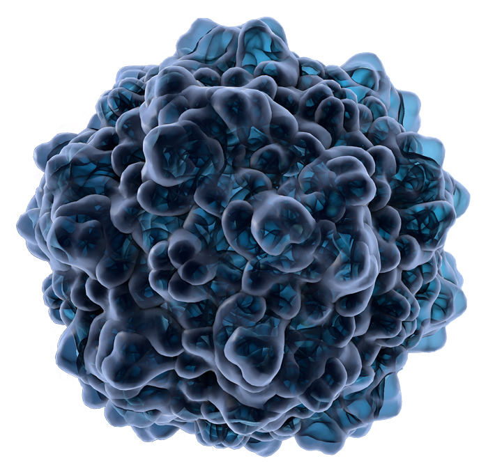 Parvovirus.